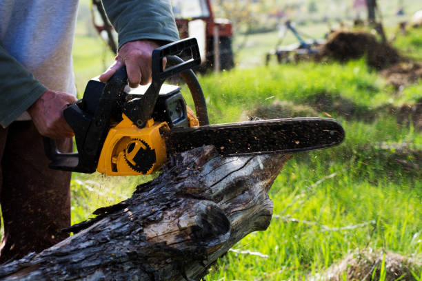 How Our Tree Care Process Works  in  Poplar Plains, CT